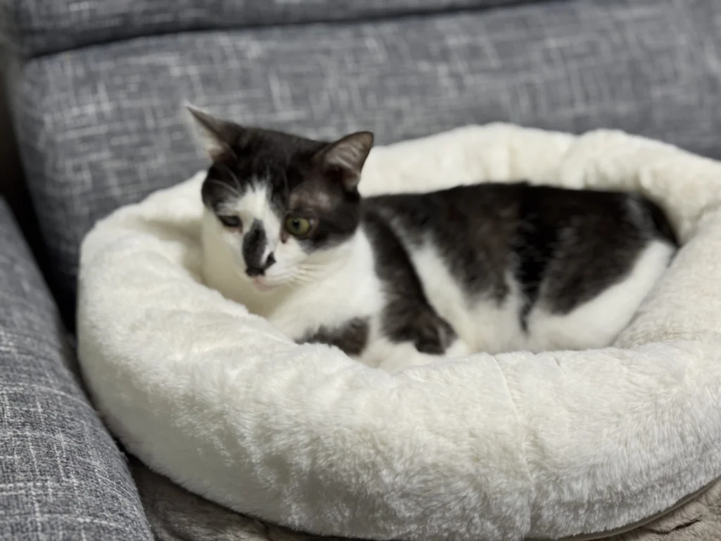 ニトリで冬の猫グッズ「折るペットベッド」を購入してみた☆ | 愛猫の